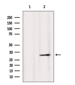 Invitrogen HLA-DPA1 Polyclonal Antibody 100 &mu;L; Unconjugated:Antibodies,