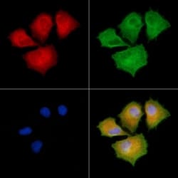 Invitrogen AASDHPPT Polyclonal Antibody 100 &mu;L; Unconjugated:Antibodies,