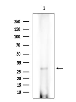 Invitrogen AASDHPPT Polyclonal Antibody 100 &mu;L; Unconjugated:Antibodies,
