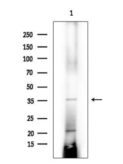 Invitrogen AASDHPPT Polyclonal Antibody 100 &mu;L; Unconjugated:Antibodies,