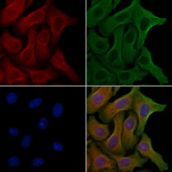 Invitrogen CEP97 Polyclonal Antibody 100 &mu;L; Unconjugated:Antibodies,