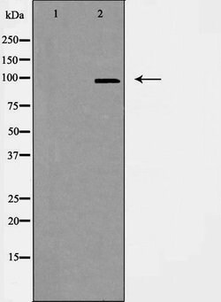 Invitrogen CEP97 Polyclonal Antibody 100 &mu;L; Unconjugated:Antibodies,