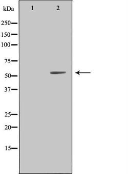 Invitrogen LILRA1 Polyclonal Antibody 100 &mu;L; Unconjugated:Antibodies,