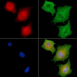 Invitrogen LILRA2 Polyclonal Antibody 100 &mu;L; Unconjugated:Antibodies,