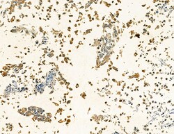 Invitrogen LILRA2 Polyclonal Antibody 100 &mu;L; Unconjugated:Antibodies,