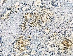 Invitrogen LILRA2 Polyclonal Antibody 100 &mu;L; Unconjugated:Antibodies,
