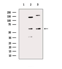 Invitrogen LILRA2 Polyclonal Antibody 100 &mu;L; Unconjugated:Antibodies,