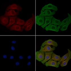 Invitrogen LDLRAD2 Polyclonal Antibody 100 &mu;L; Unconjugated:Antibodies,