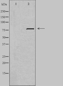 Invitrogen LRP3 Polyclonal Antibody 100 &mu;L | Buy Online | Invitrogen&trade; | Fisher Scientific