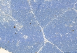 Invitrogen CD206 Polyclonal Antibody 100 &mu;L; Unconjugated:Antibodies,