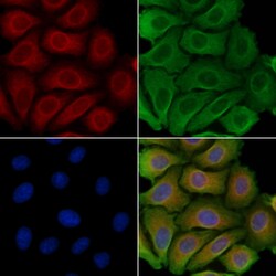 Invitrogen PGRMC2 Polyclonal Antibody 100 &mu;L | Buy Online | Invitrogen&trade; | Fisher Scientific