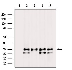 Invitrogen PGRMC2 Polyclonal Antibody 100 &mu;L | Buy Online | Invitrogen&trade; | Fisher Scientific