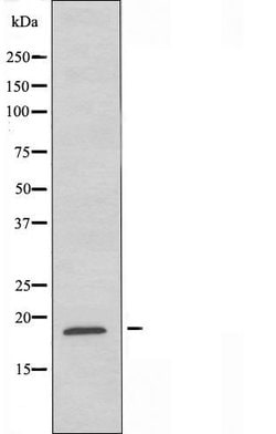 Invitrogen MGST1 Polyclonal Antibody 100 &mu;L; Unconjugated:Antibodies,