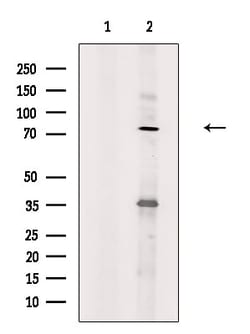 Invitrogen MAP9 Polyclonal Antibody 100 &mu;L; Unconjugated:Antibodies,