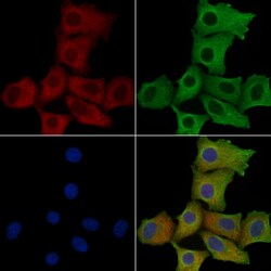 Invitrogen MRPS2 Polyclonal Antibody 100 &mu;L; Unconjugated:Antibodies,