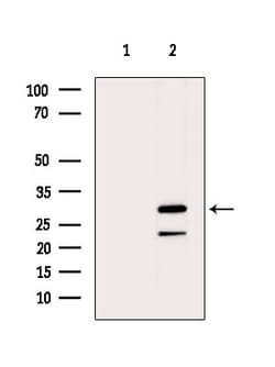 Invitrogen MRPS2 Polyclonal Antibody 100 &mu;L; Unconjugated:Antibodies,