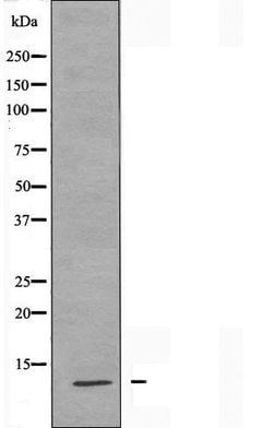 Invitrogen MRPS21 Polyclonal Antibody 100 &mu;L; Unconjugated:Antibodies,