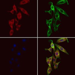 Invitrogen MRPS36 Polyclonal Antibody 100 &mu;L; Unconjugated:Antibodies,