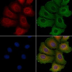 Invitrogen MRPL4 Polyclonal Antibody 100 &mu;L; Unconjugated:Antibodies,
