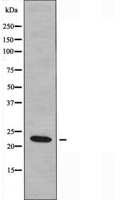 Invitrogen MRPL50 Polyclonal Antibody 100 &mu;L; Unconjugated:Antibodies,