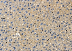 Invitrogen SLC16A2 Polyclonal Antibody 100 &mu;L; Unconjugated:Antibodies,