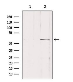 Invitrogen SLC16A2 Polyclonal Antibody 100 &mu;L; Unconjugated:Antibodies,