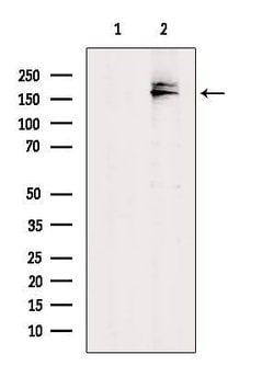Invitrogen MRP7 Polyclonal Antibody 100 &mu;L; Unconjugated:Antibodies,