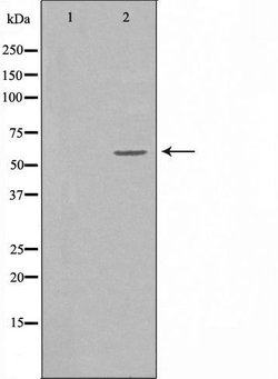 Invitrogen MINPP1 Polyclonal Antibody 100 &mu;L; Unconjugated:Antibodies,