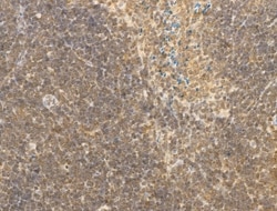 Invitrogen Myeloid Specific Antigen Polyclonal Antibody 100 &mu;L; Unconjugated:Antibodies,