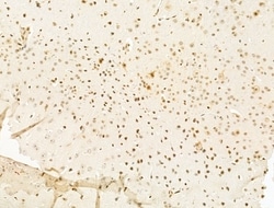 Invitrogen Myeloid Specific Antigen Polyclonal Antibody 100 &mu;L; Unconjugated:Antibodies,