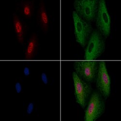 Invitrogen MDFI Polyclonal Antibody 100 &mu;L; Unconjugated:Antibodies,