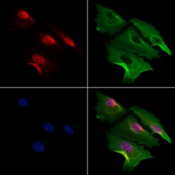 Invitrogen MDFI Polyclonal Antibody 100 &mu;L; Unconjugated:Antibodies,