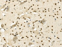 Invitrogen MDFI Polyclonal Antibody 100 &mu;L; Unconjugated:Antibodies,