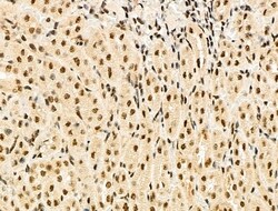 Invitrogen MDFI Polyclonal Antibody 100 &mu;L; Unconjugated:Antibodies,