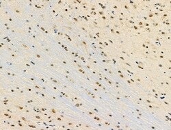 Invitrogen MDFI Polyclonal Antibody 100 &mu;L; Unconjugated:Antibodies,