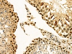 Invitrogen MDFI Polyclonal Antibody 100 &mu;L; Unconjugated:Antibodies,