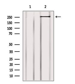 Invitrogen MYO9B Polyclonal Antibody 100 &mu;L; Unconjugated:Antibodies,