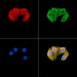Invitrogen MYO5A Polyclonal Antibody 100 &mu;L | Buy Online | Invitrogen&trade; | Fisher Scientific