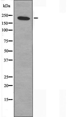 Invitrogen MYO5A Polyclonal Antibody 100 &mu;L | Buy Online | Invitrogen&trade; | Fisher Scientific