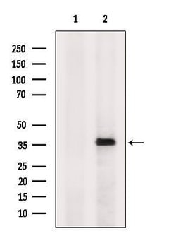 Invitrogen MT-ND1 Polyclonal Antibody 100 &mu;L; Unconjugated:Antibodies,