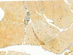 Invitrogen MT-ND5 Polyclonal Antibody 100 &mu;L | Buy Online | Invitrogen&trade; | Fisher Scientific