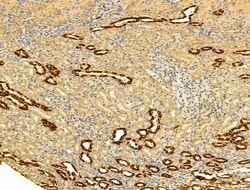 Invitrogen MT-ND5 Polyclonal Antibody 100 &mu;L | Buy Online | Invitrogen&trade; | Fisher Scientific