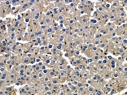 Invitrogen PTGR1 Polyclonal Antibody 100 &mu;L; Unconjugated:Antibodies,