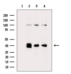 Invitrogen PTGR1 Polyclonal Antibody 100 &mu;L; Unconjugated:Antibodies,