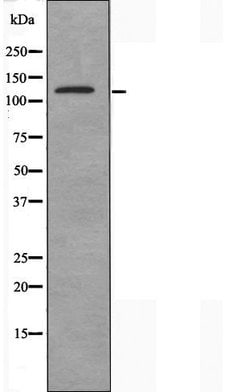 Invitrogen SYNE3 Polyclonal Antibody 100 &mu;L | Buy Online | Invitrogen&trade; | Fisher Scientific