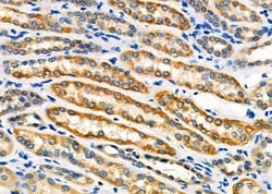 Invitrogen NXPH1 Polyclonal Antibody 100 &mu;L; Unconjugated:Antibodies,