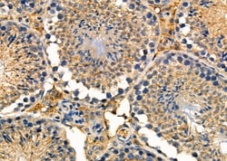 Invitrogen NXPH1 Polyclonal Antibody 100 &mu;L; Unconjugated:Antibodies,