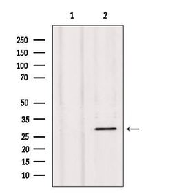 Invitrogen NXPH1 Polyclonal Antibody 100 &mu;L; Unconjugated:Antibodies,