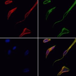 Invitrogen NXPH4 Polyclonal Antibody 100 &mu;L; Unconjugated:Antibodies,
