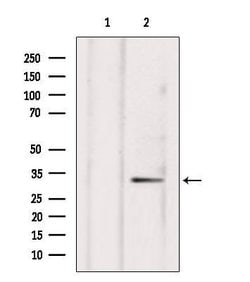 Invitrogen NXPH4 Polyclonal Antibody 100 &mu;L; Unconjugated:Antibodies,